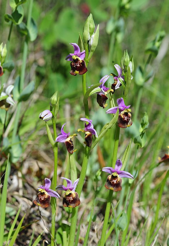 Ophrys molisane